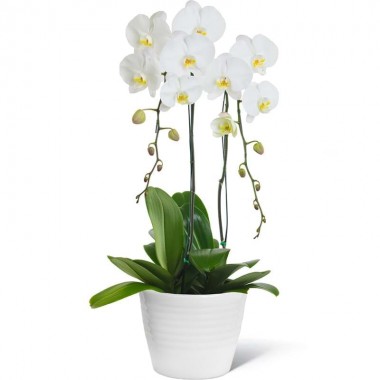 Pianta Orchidea Bianca
