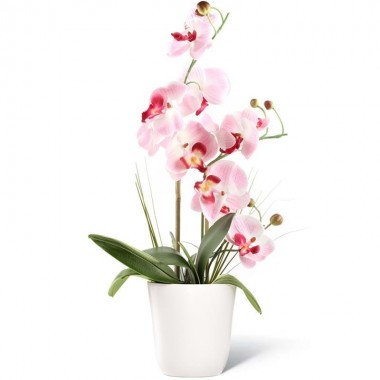 Pianta Orchidea