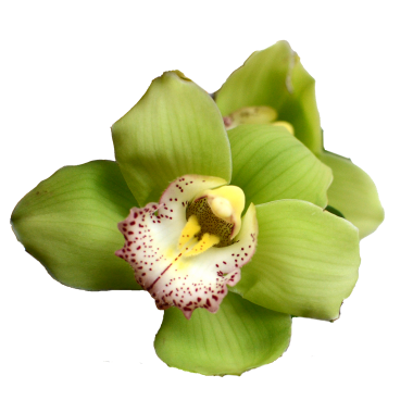 Ramo di Orchidea per Lutto